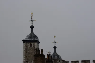 DSC_5895 (Large).JPG